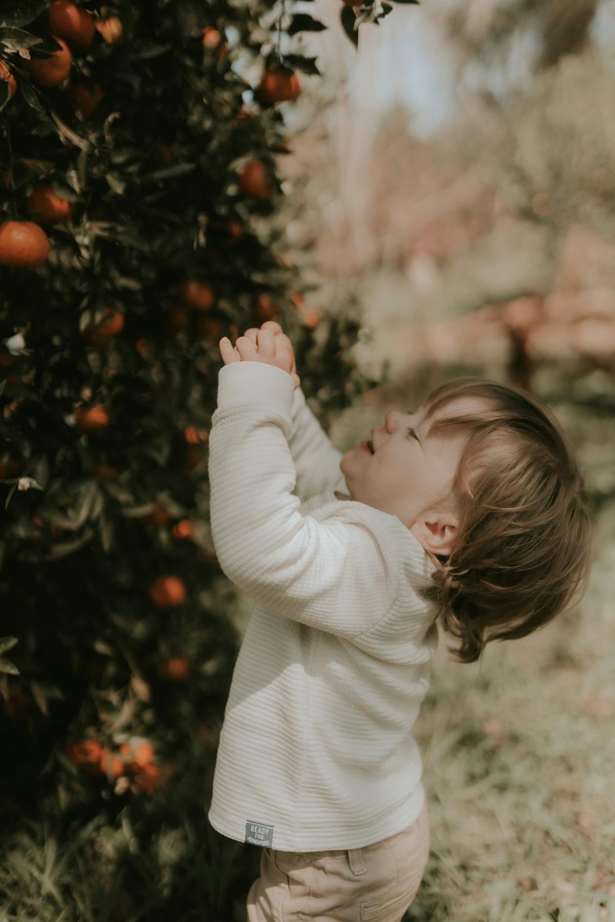 A toddler reaching for oranges in a sunny orchard